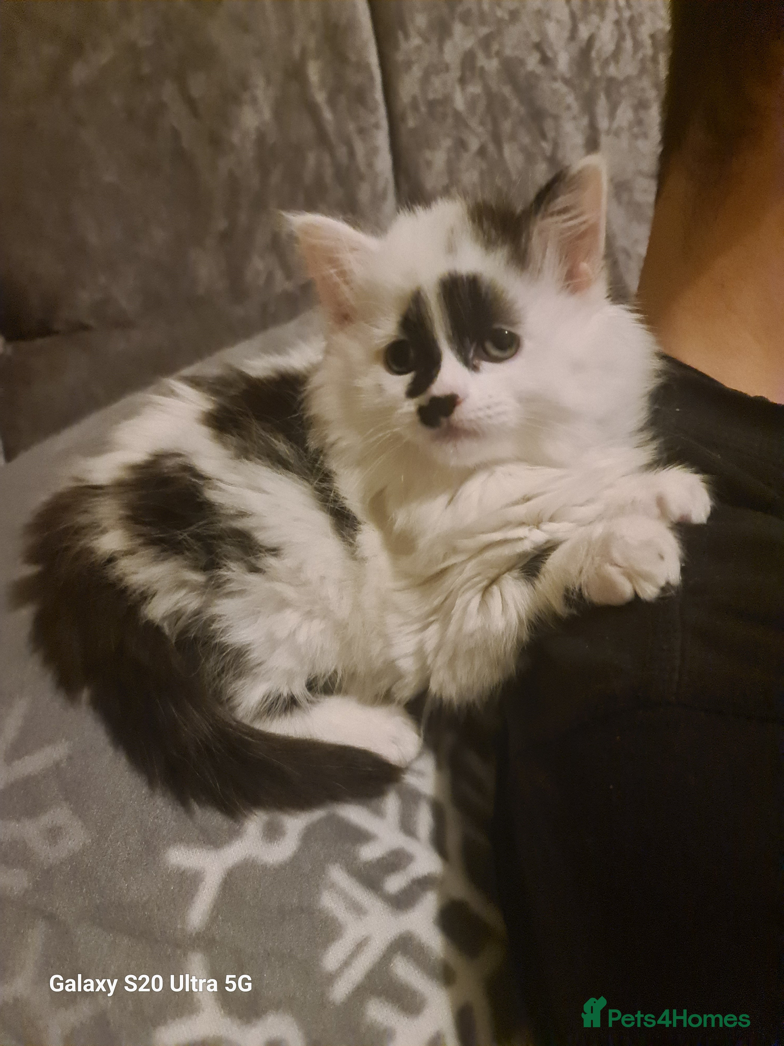 British Shorthair cats Siberian 🐈 9 weeks  - Advert 17