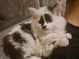 British Shorthair cats Siberian 🐈 9 weeks - Advert 17