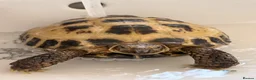 Tortoise reptiles for sale: Male Horsefield Tortoise  - Advert 3