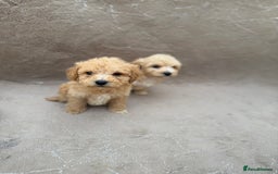 Maltipoo dogs for sale: Multipoo  - Image 9