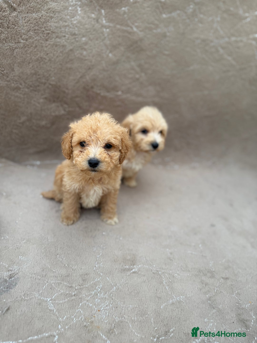 Maltipoo dogs for sale: Multipoo  - Image 9