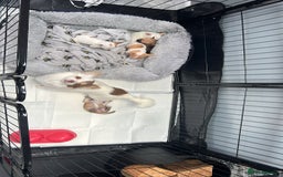 Chihuahua dogs for sale:  **  chihuahuas  - Advert 3