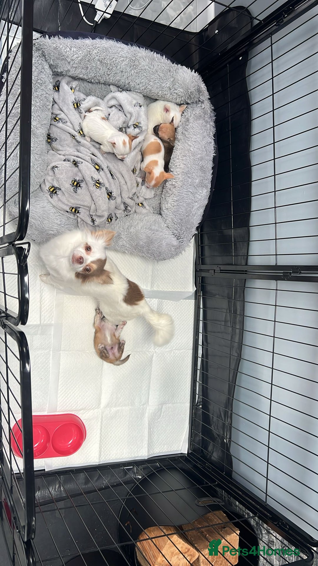 Chihuahua dogs for sale:  **  chihuahuas  - Advert 3