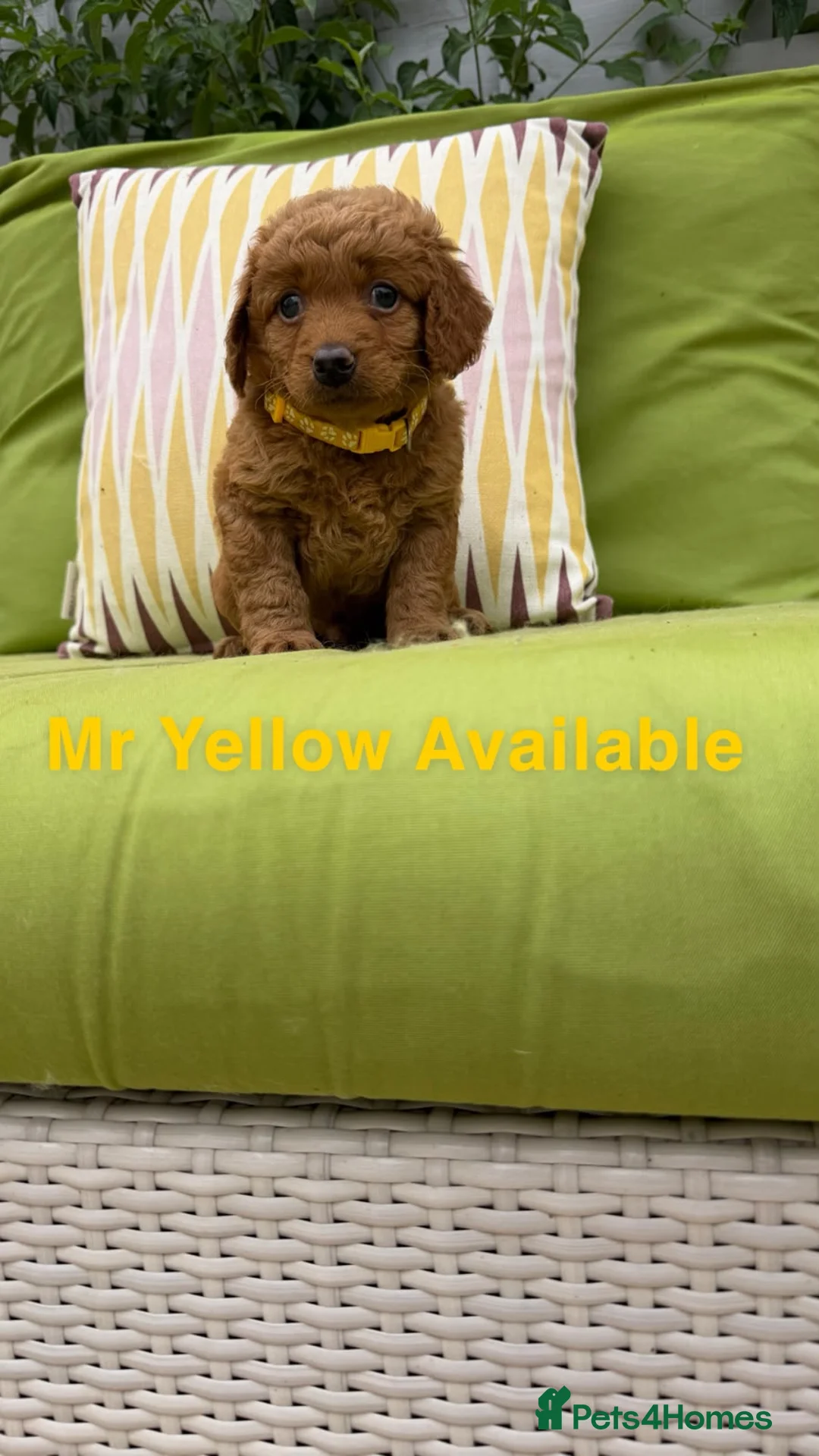 Labradoodle dogs for sale: Miniature F1BB labradoodles parents DNA TESTED  - Advert 8