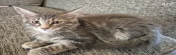 Maine Coon cats for sale: GCCF Maine Coone's 🏆 Champion Bloodline - Advert 3