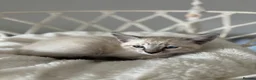 Siamese cats for sale: 7 Siamese Kittens  - Advert 13