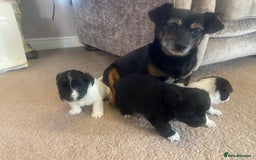 Jack Russell dogs for sale: Beautiful jack Russell terrier puppies  - Image 4
