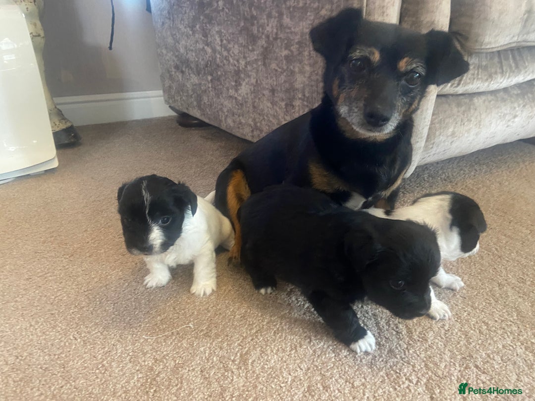 Jack Russell dogs for sale: Beautiful jack Russell terrier puppies  - Image 4