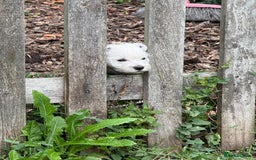 West Highland Terrier dogs for sale: Stunning West Highland White Terrier Babies - Image 6