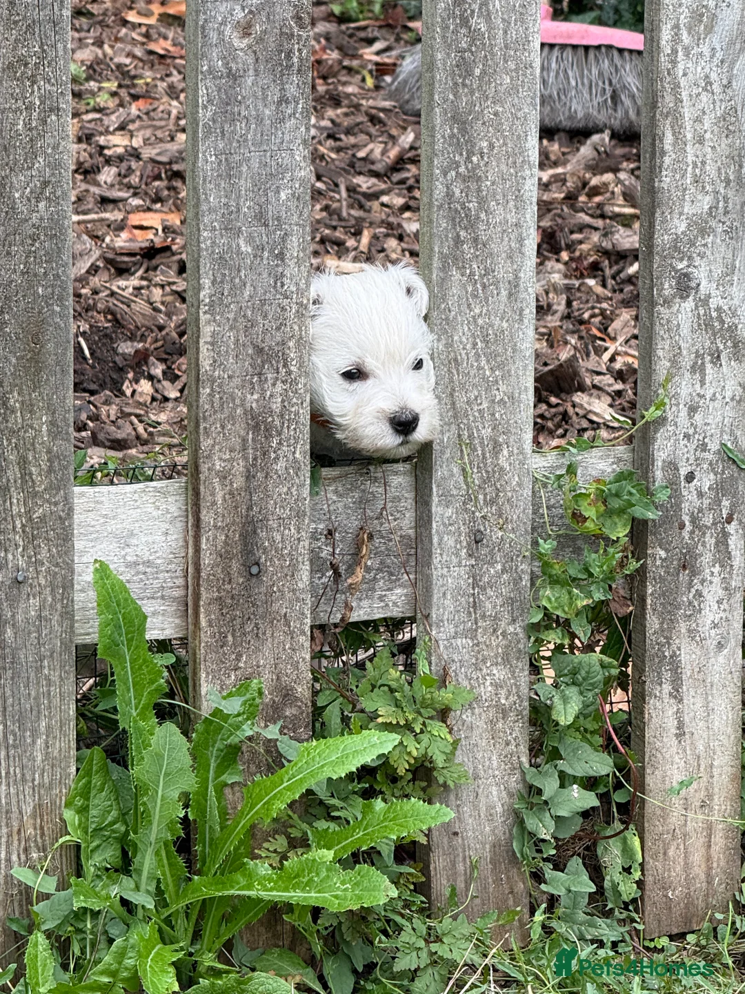 West Highland Terrier dogs for sale: PRICE REDUCED !!! 1 BOY AVAILABLE !!! - Advert 6