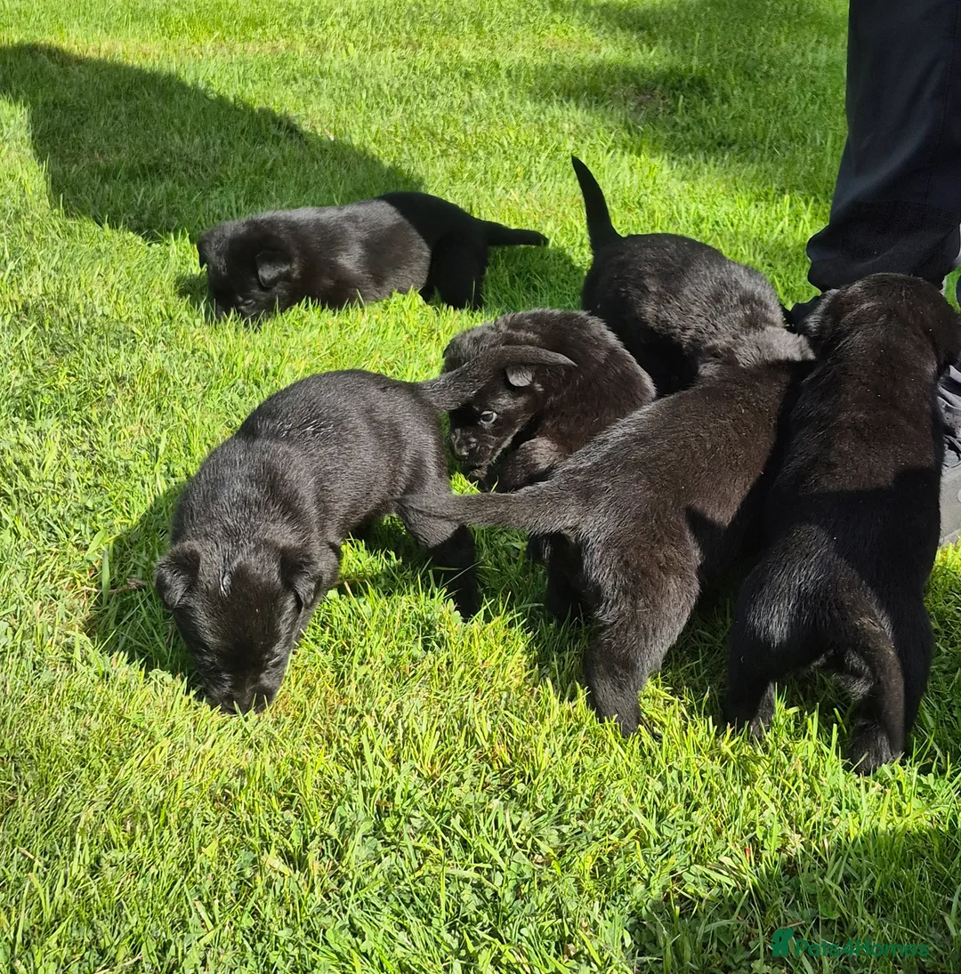 Sheprador dogs for sale: Sheprador puppys - Advert 2