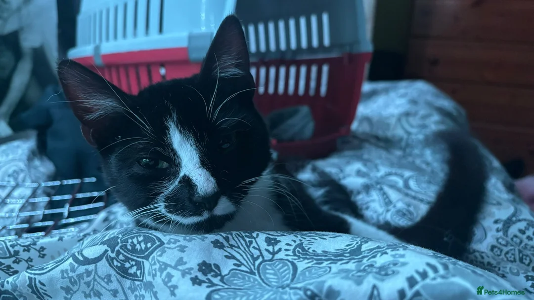 Mixed Breed cats for sale: Cat.   - Advert 1