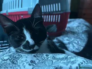 Mixed Breed cats Cat. - Advert 3