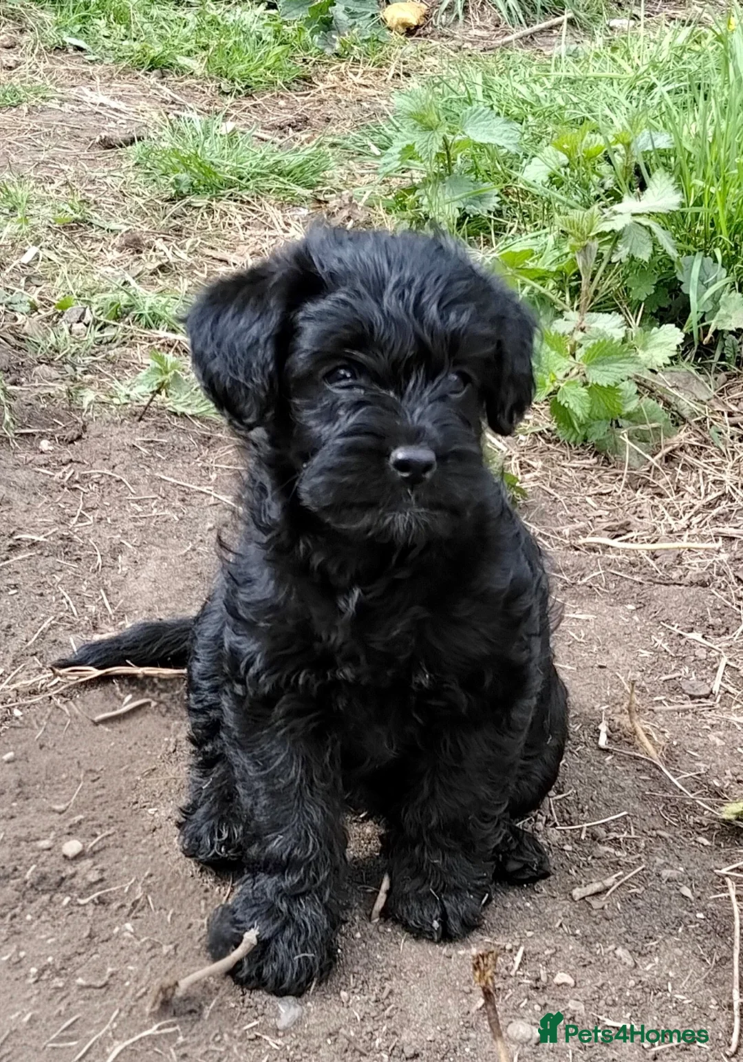 Labradoodle dogs for sale: Miniature Labradoodle girl puppies ready now - Advert 8