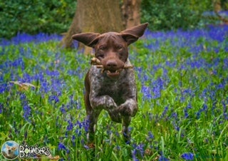 German Shorthaired Pointer dogs Jasper AKA Swallow of the north in Chesterfield - Advert 17