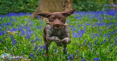 German Shorthaired Pointer dogs in Chesterfield - Advert 8