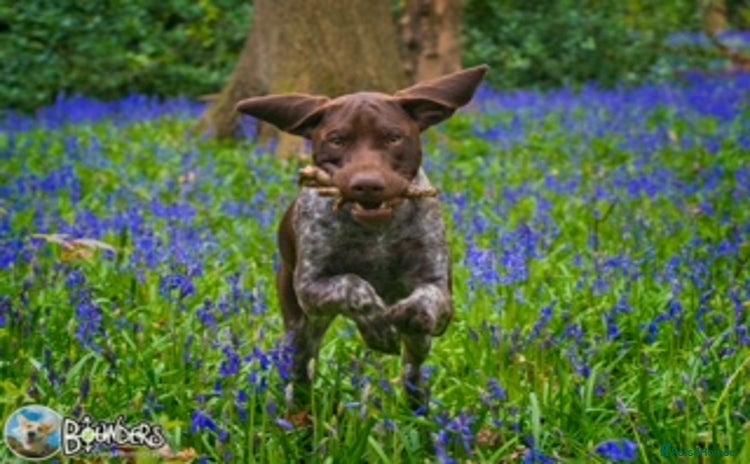 German Shorthaired Pointer dogs in Chesterfield - Advert 1
