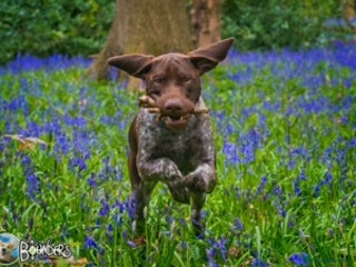 German Shorthaired Pointer dogs in Chesterfield - Advert 1