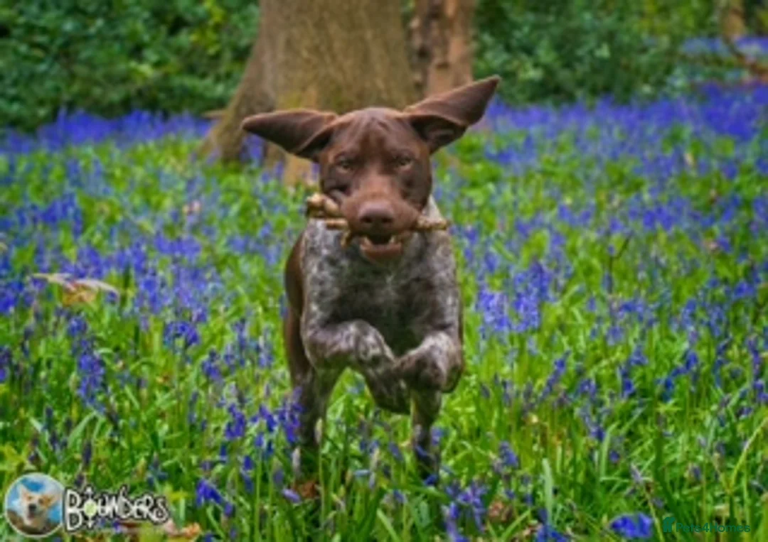 German Shorthaired Pointer dogs for stud: Jasper AKA Swallow of the north - Advert 2