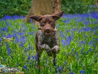 German Shorthaired Pointer dogs Jasper AKA Swallow of the north in Chesterfield - Advert 9