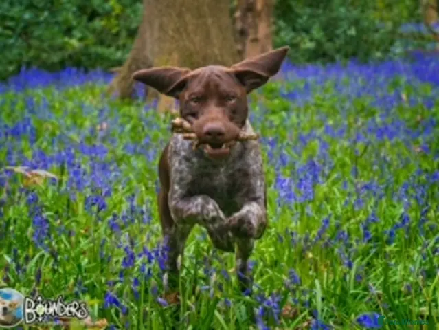 German Shorthaired Pointer dogs Jasper AKA: Swallow Of The North - Advert 2