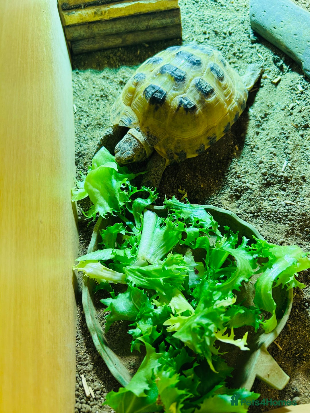 Tortoise reptiles for sale: Hermann Tortoise with enclosure & accessories  - Advert 7