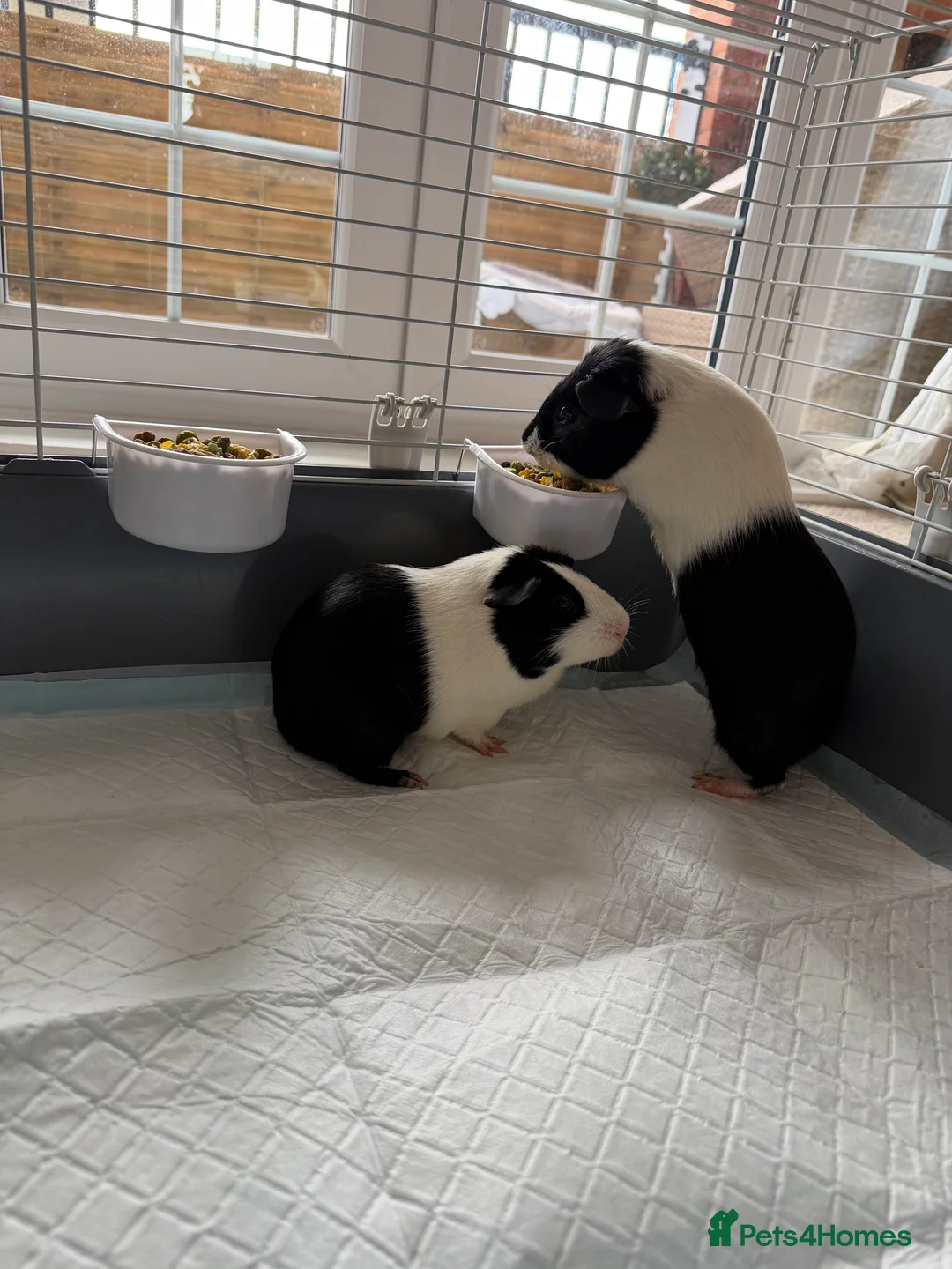 Guinea Pig rodents for sale: 2 male guinea pigs (father and son) FREE in Maidstone - Advert 4