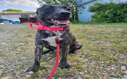 Mixed Breed dogs for adoption: A Beautiful and Gentle Girl - for a Loving Home - Image 40