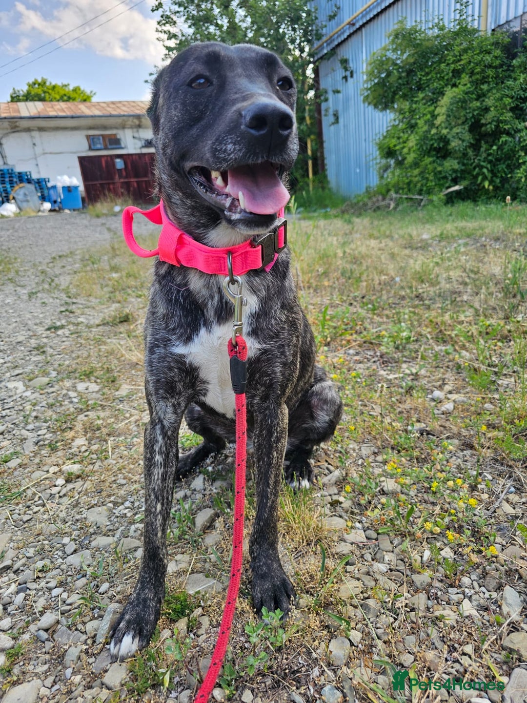 Mixed Breed dogs for adoption: A Beautiful and Gentle Girl - for a Loving Home - Image 40