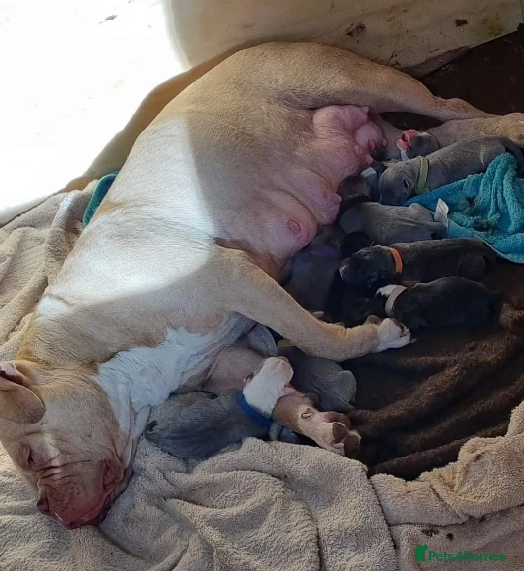 Staffordshire Bull Terrier dogs for stud: Proven Staffordshire Bull Terrier for stud in Farnborough - Advert 16