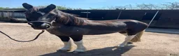 Other Breed horses for sale: 13.3 Cob x American Paint Gelding - Advert 4