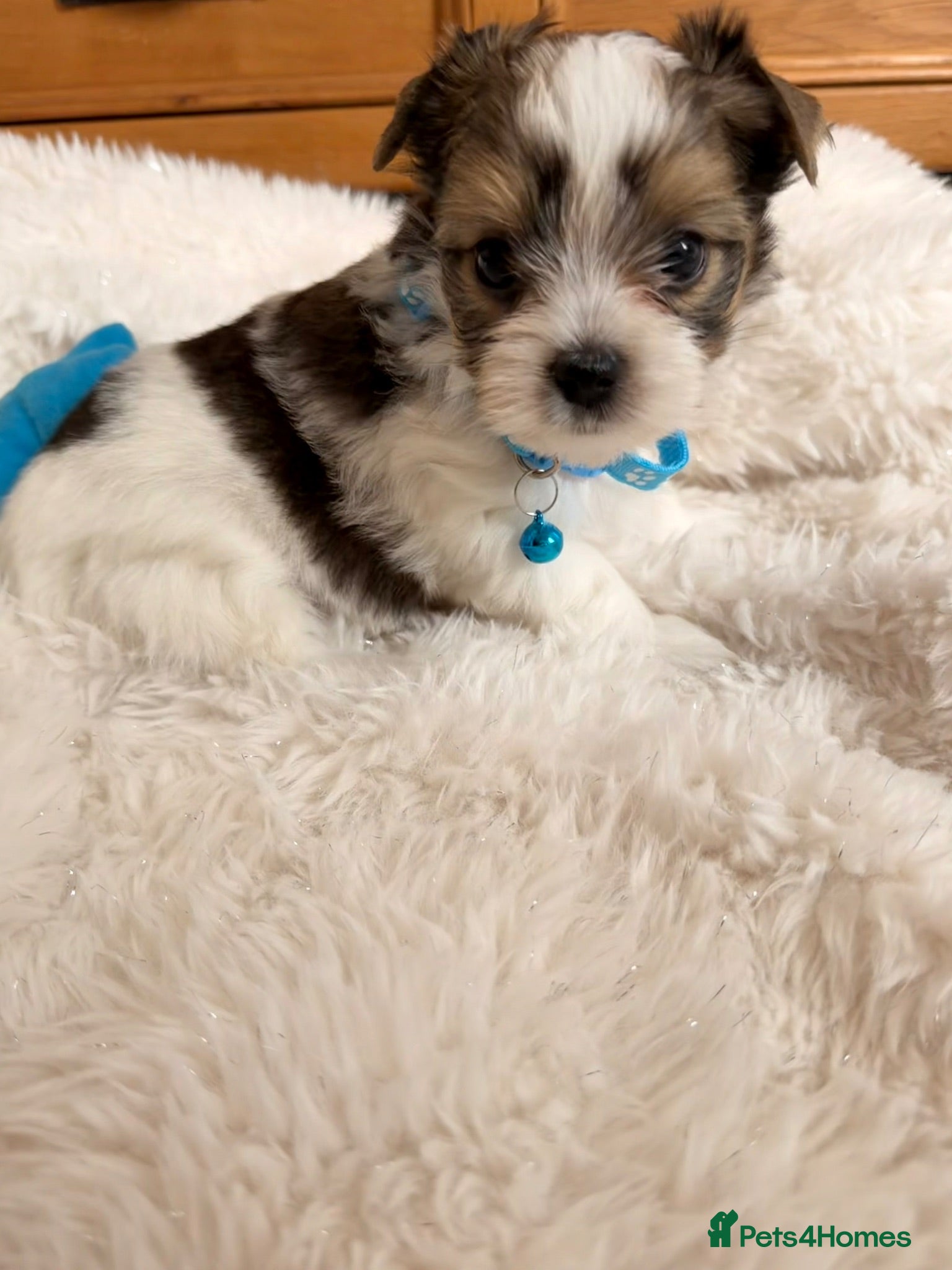 Yorkshire Terrier dogs Beautiful Petite Biewer Terrier Puppies /Pedigree  - Advert 2