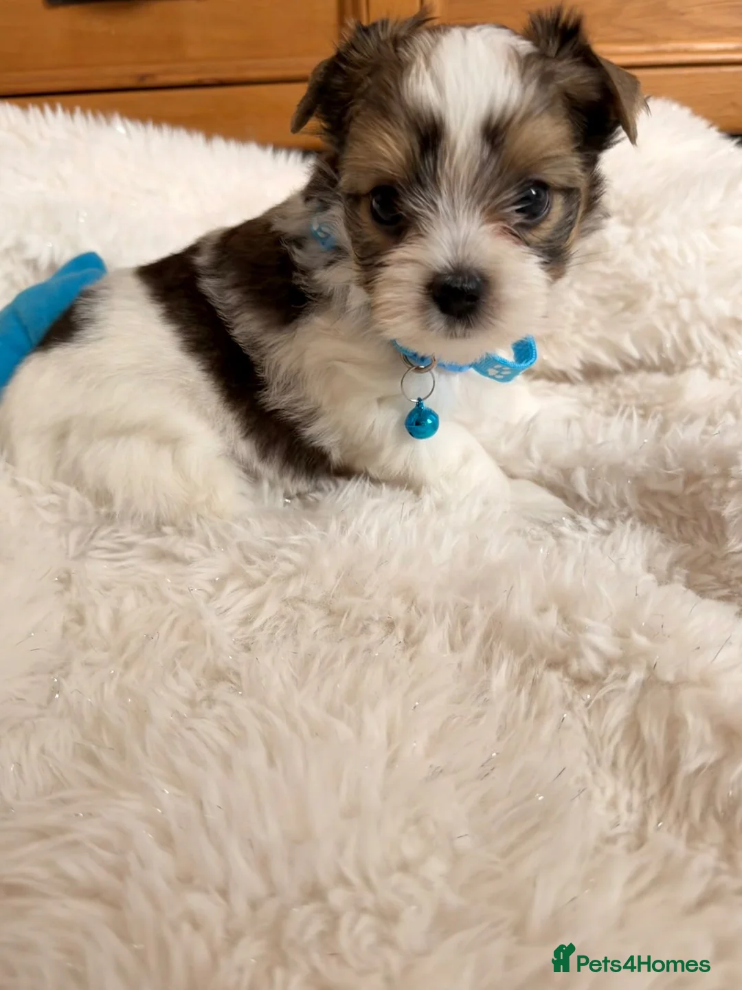 Yorkshire Terrier dogs for sale: Beautiful Petite Biewer Terrier Puppies /Pedigree  - Advert 2