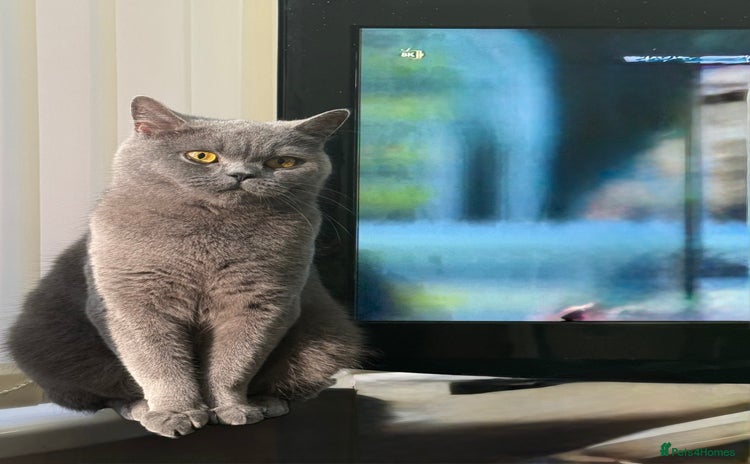 British Shorthair cats - Advert 13