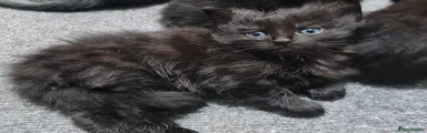 Female 2 - very furry - More like Ragdoll Cross 