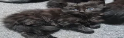 Mixed Breed cats for sale: A beautiful litter of 4 kittens - Advert 5