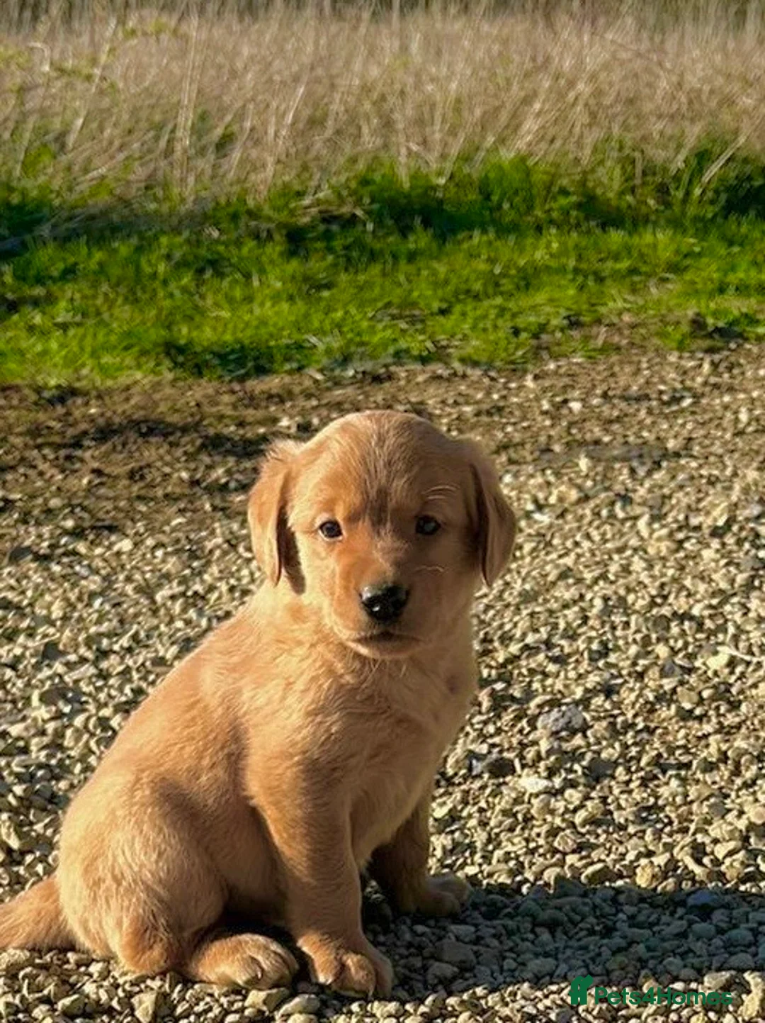 Goldador dogs for sale: Labrador -retriever -/Goldador puppies  - Advert 1