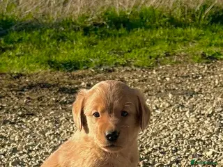 Goldador dogs Labrador -retriever -/Goldador puppies - Advert 6