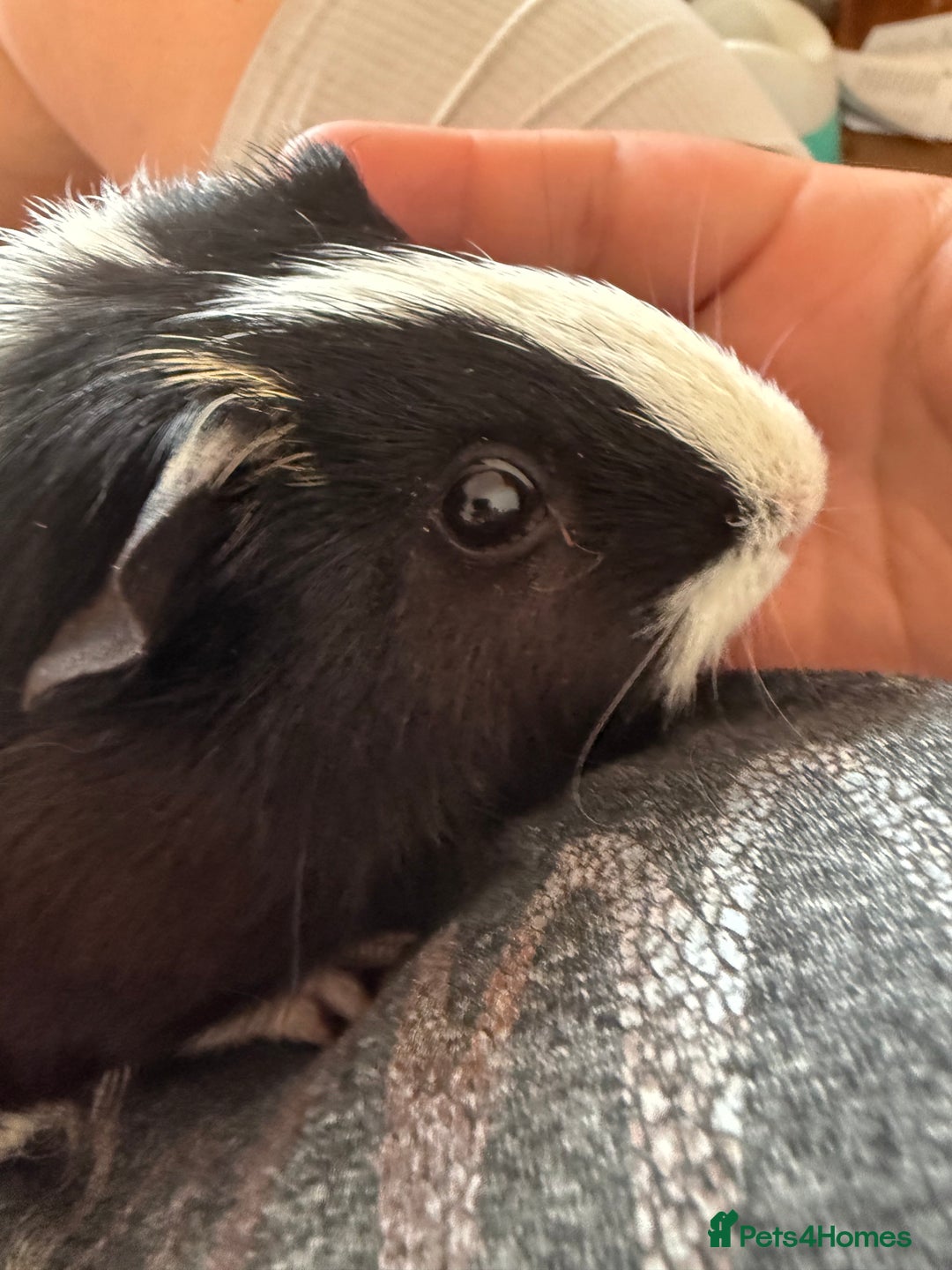 Guinea Pig rodents for sale: Lovely cuddle brothers - Image 2