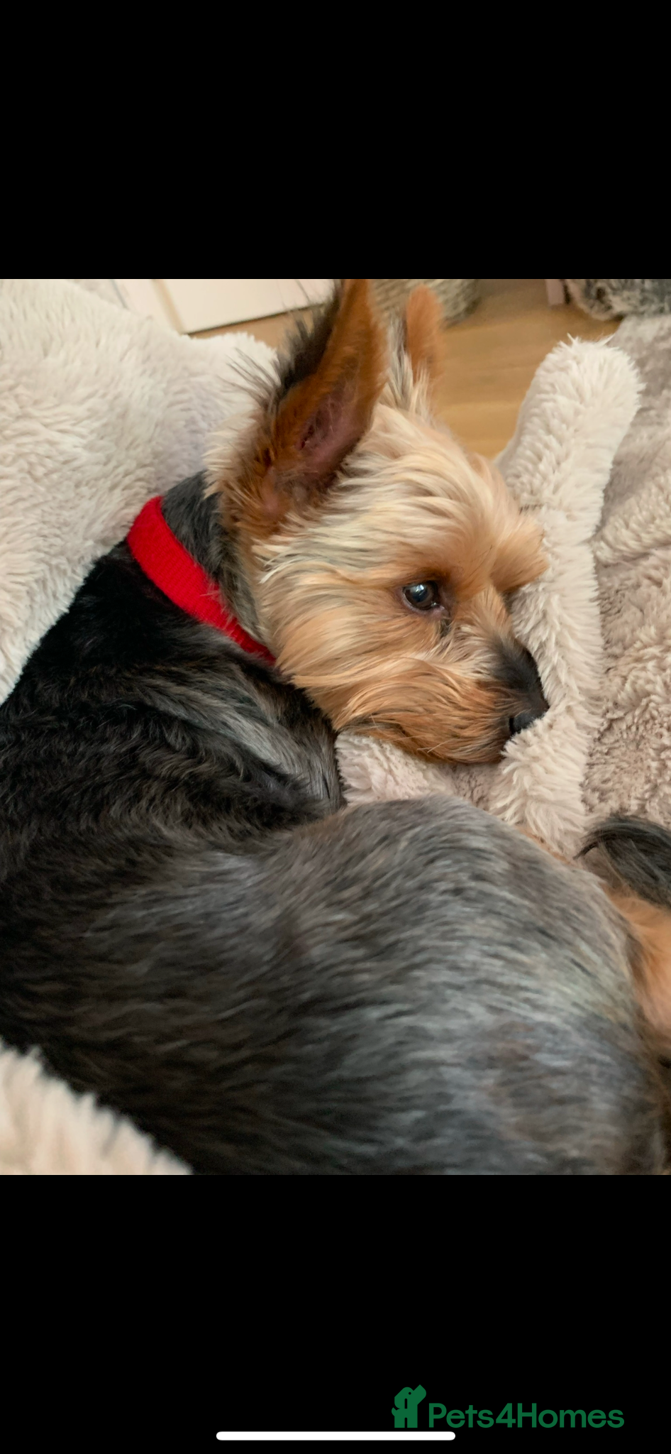 Yorkshire Terrier dogs Yorkshire Terrier for Rehoming Toby (12 years old) - Advert 2
