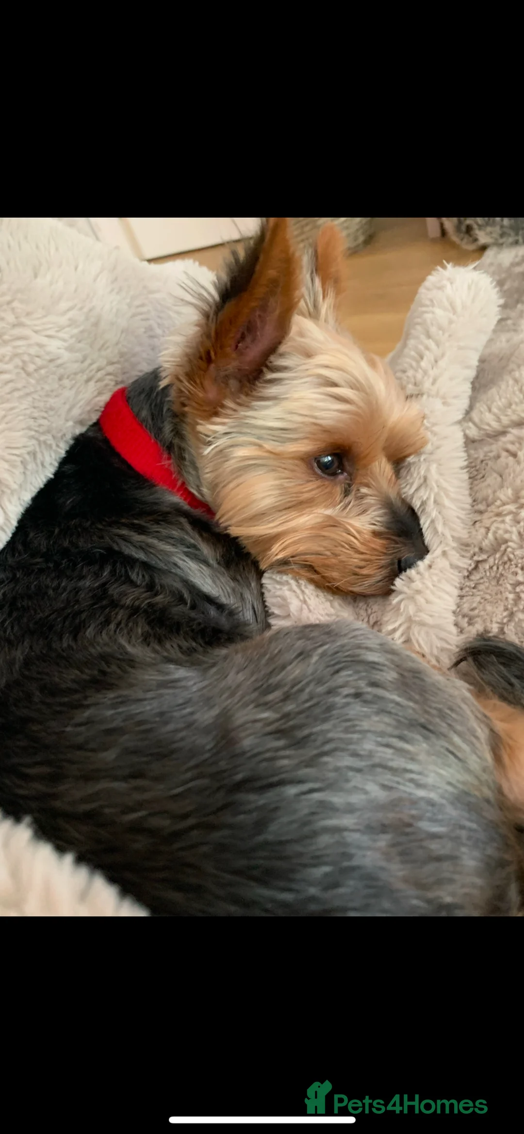 Yorkshire Terrier dogs for sale: Yorkshire Terrier for Rehoming Toby (12 years old) - Advert 1