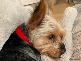 Yorkshire Terrier dogs Yorkshire Terrier for Rehoming Toby (12 years old) - Advert 1