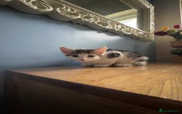 Domestic Shorthair cats for sale: Fluffy tabby kitten  - Image 1