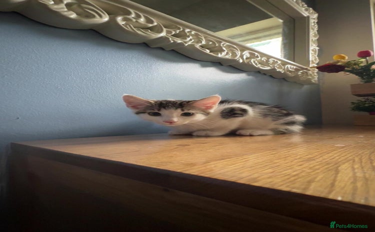 Domestic Shorthair cats - Advert 1