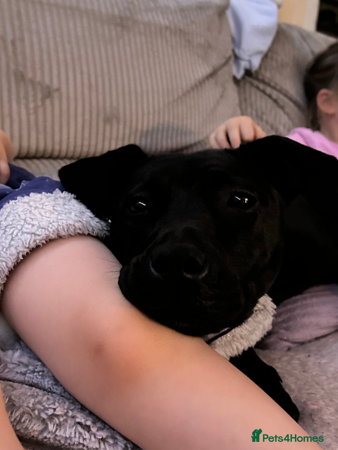 Mixed Breed dogs for sale: Wonderful lab/staffy girl - Image 4