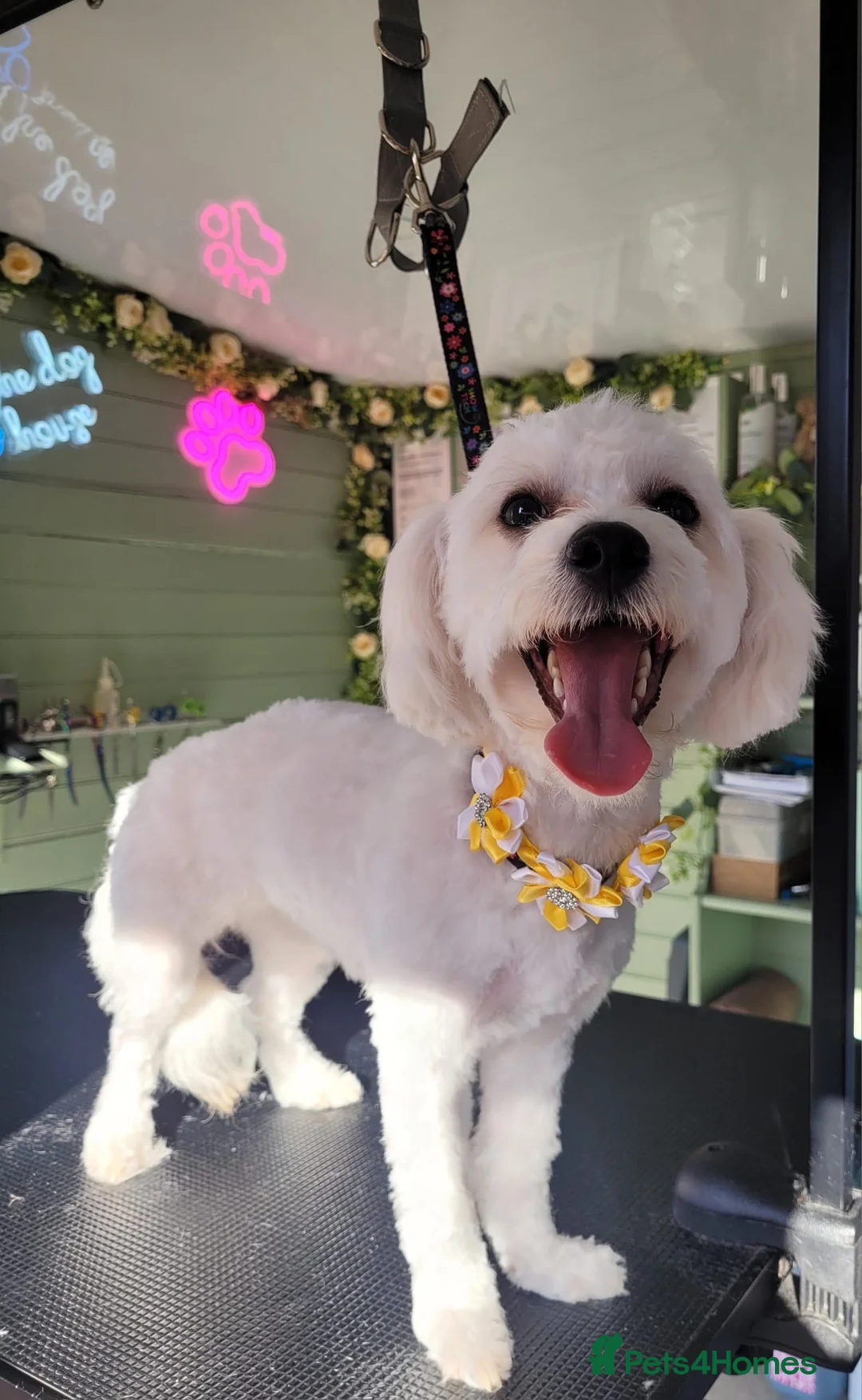 Maltipoo dogs for sale: Maultipoo female  in Bilston - Advert 1
