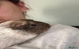 Guinea Pig rodents for sale: bonded male guinea pigs 8months  - Advert 5