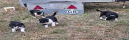 Border Collie dogs for sale: Border Collie Puppies for Sale  in Sleaford - Advert 6