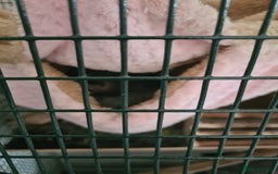 Chinchilla rodents for sale: Chinchilla boy for sale - Image 3