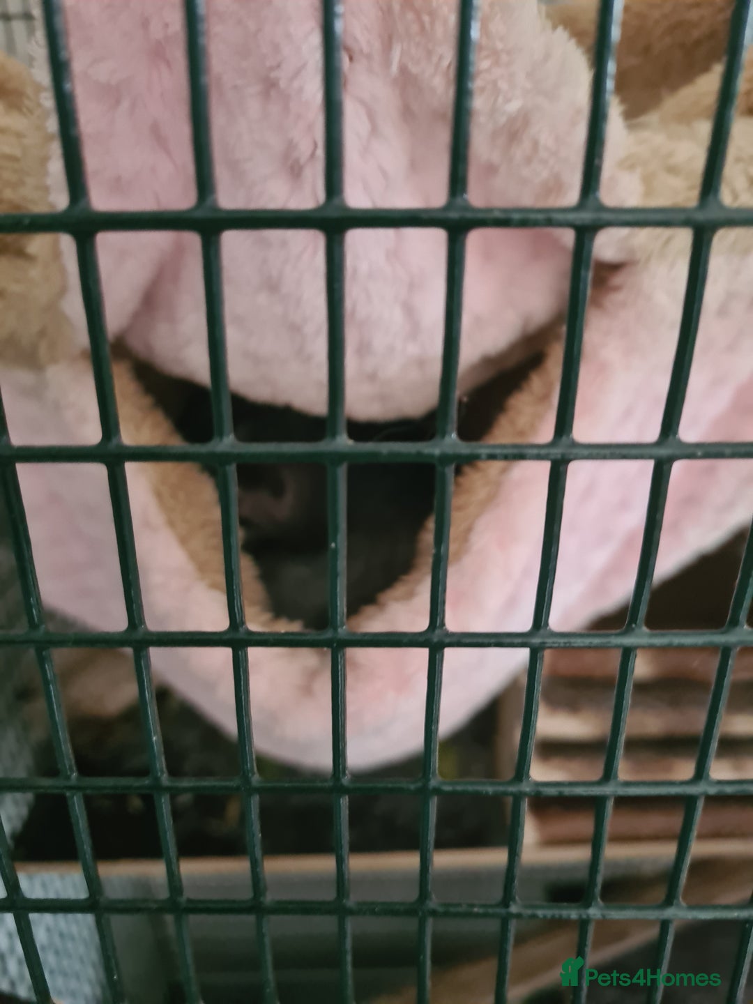Chinchilla rodents for sale: Chinchilla boy for sale - Image 3